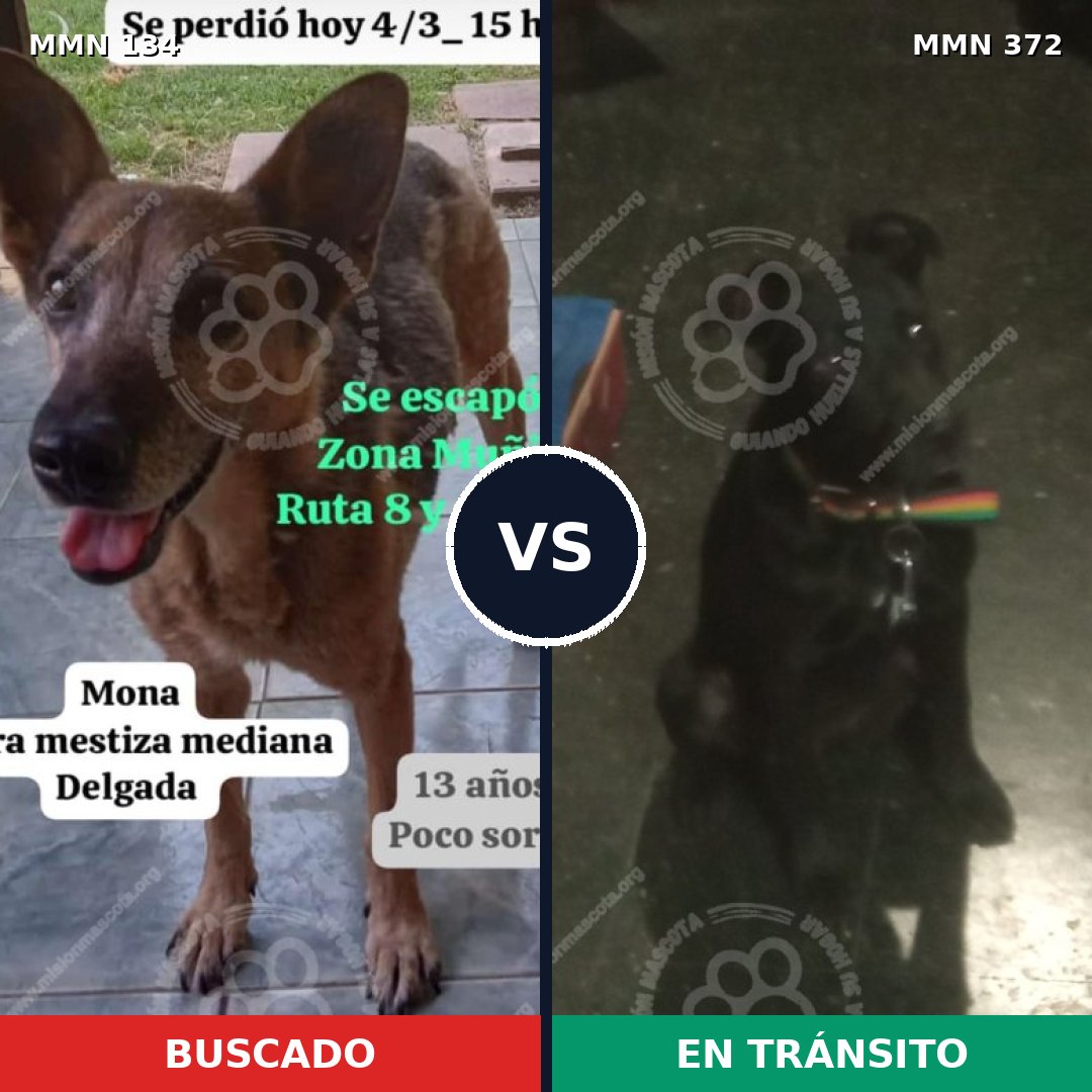 Comparativa MMS 3352: mascota perdida y mascota encontrada, 66% de similitud