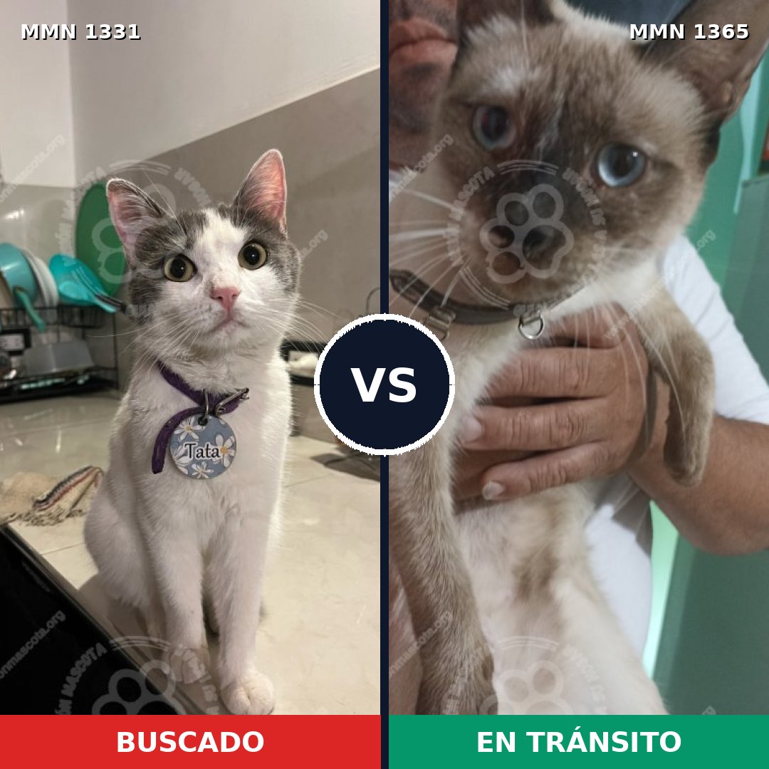 Comparativa MMS 33525: mascota perdida y mascota encontrada, 27% de similitud