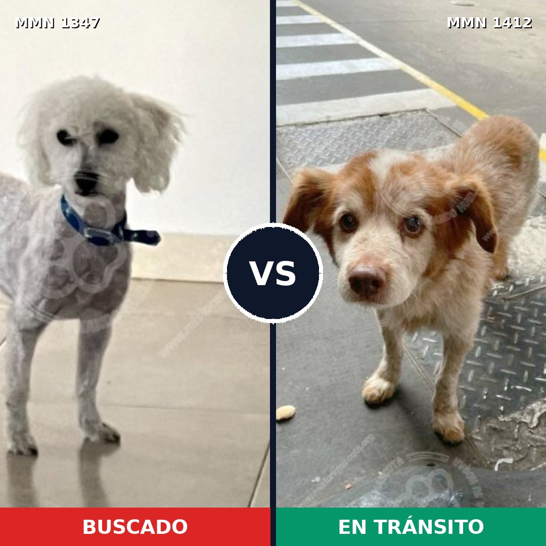Comparativa MMS 33527: mascota perdida y mascota encontrada, 29% de similitud