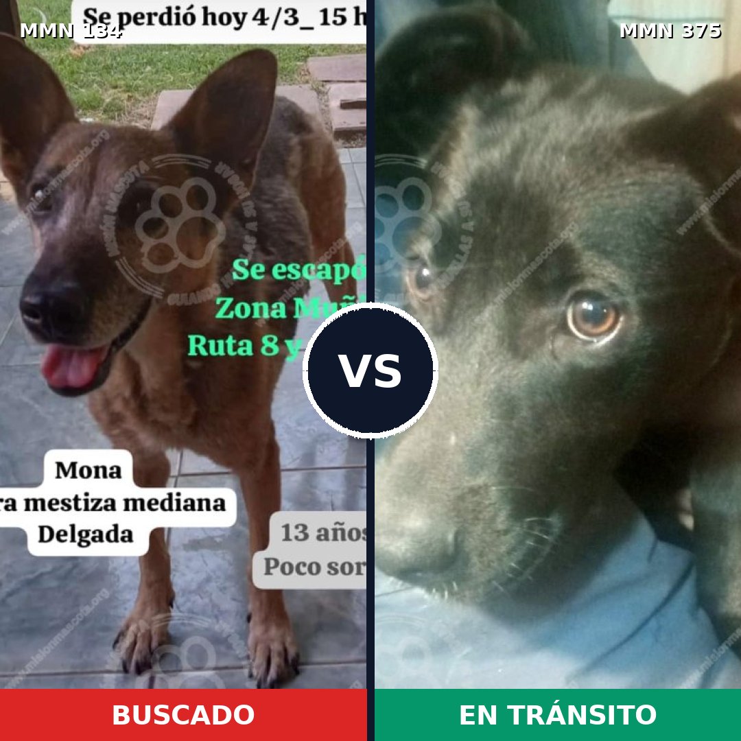 Comparativa MMS 3353: mascota perdida y mascota encontrada, 66% de similitud