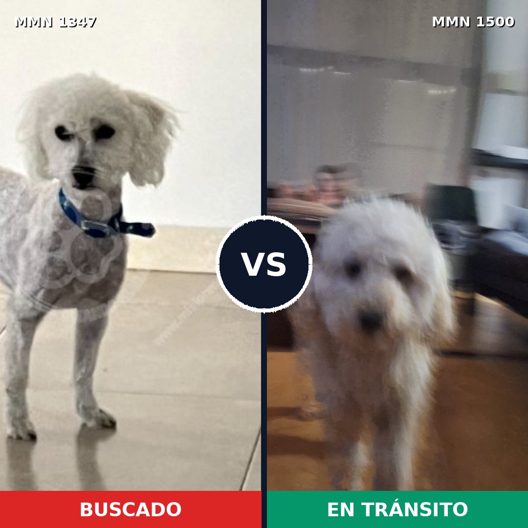 Comparativa MMS 33531: mascota perdida y mascota encontrada, 55% de similitud