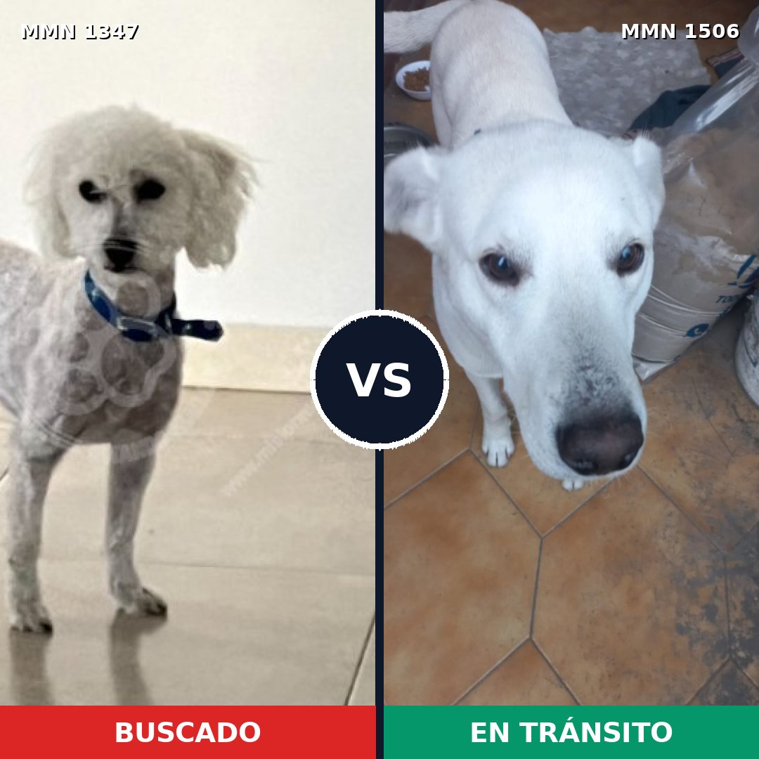 Comparativa MMS 33532: mascota perdida y mascota encontrada, 53% de similitud