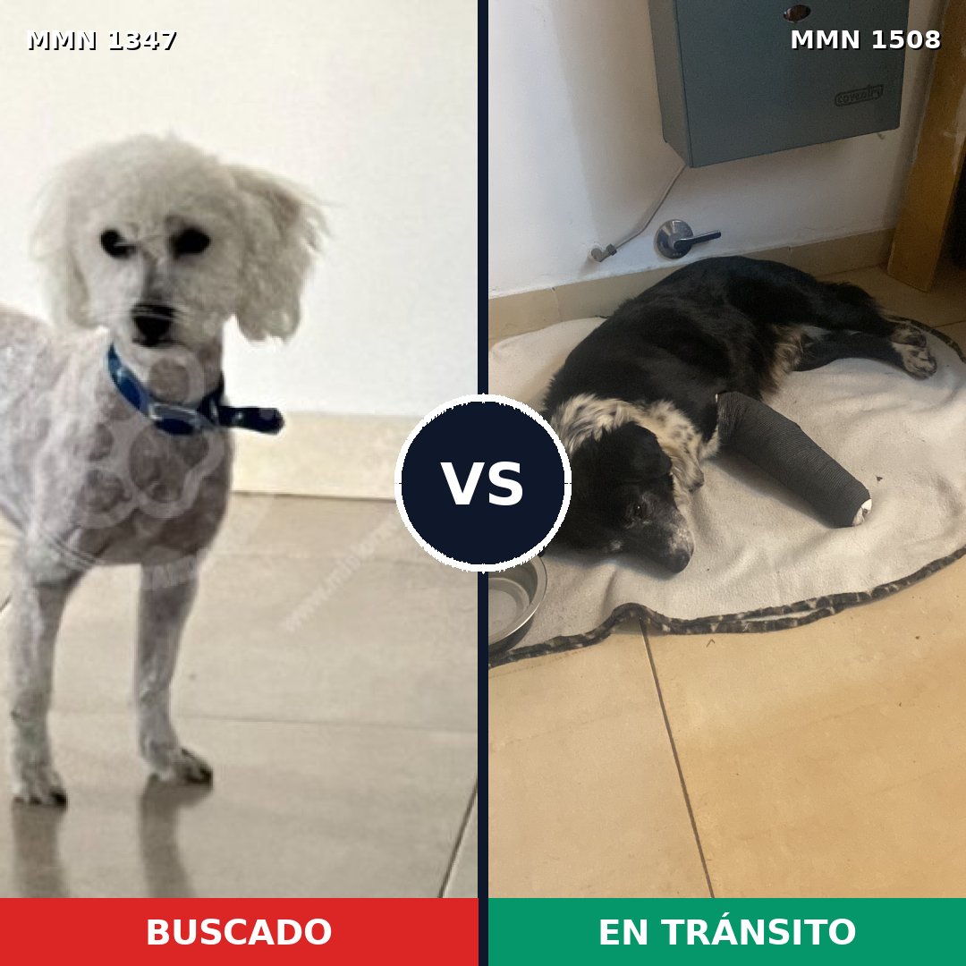 Comparativa MMS 33533: mascota perdida y mascota encontrada, 41% de similitud