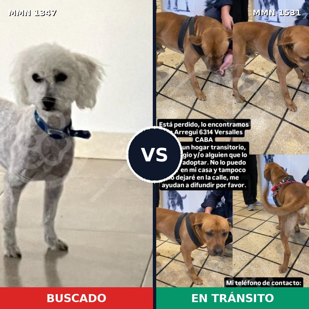 Comparativa MMS 33536: mascota perdida y mascota encontrada, 40% de similitud