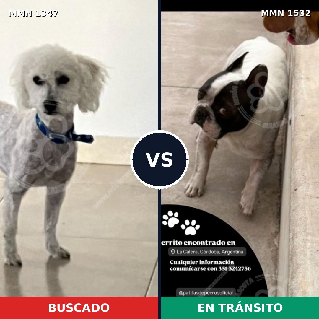 Comparativa MMS 33537: mascota perdida y mascota encontrada, 33% de similitud