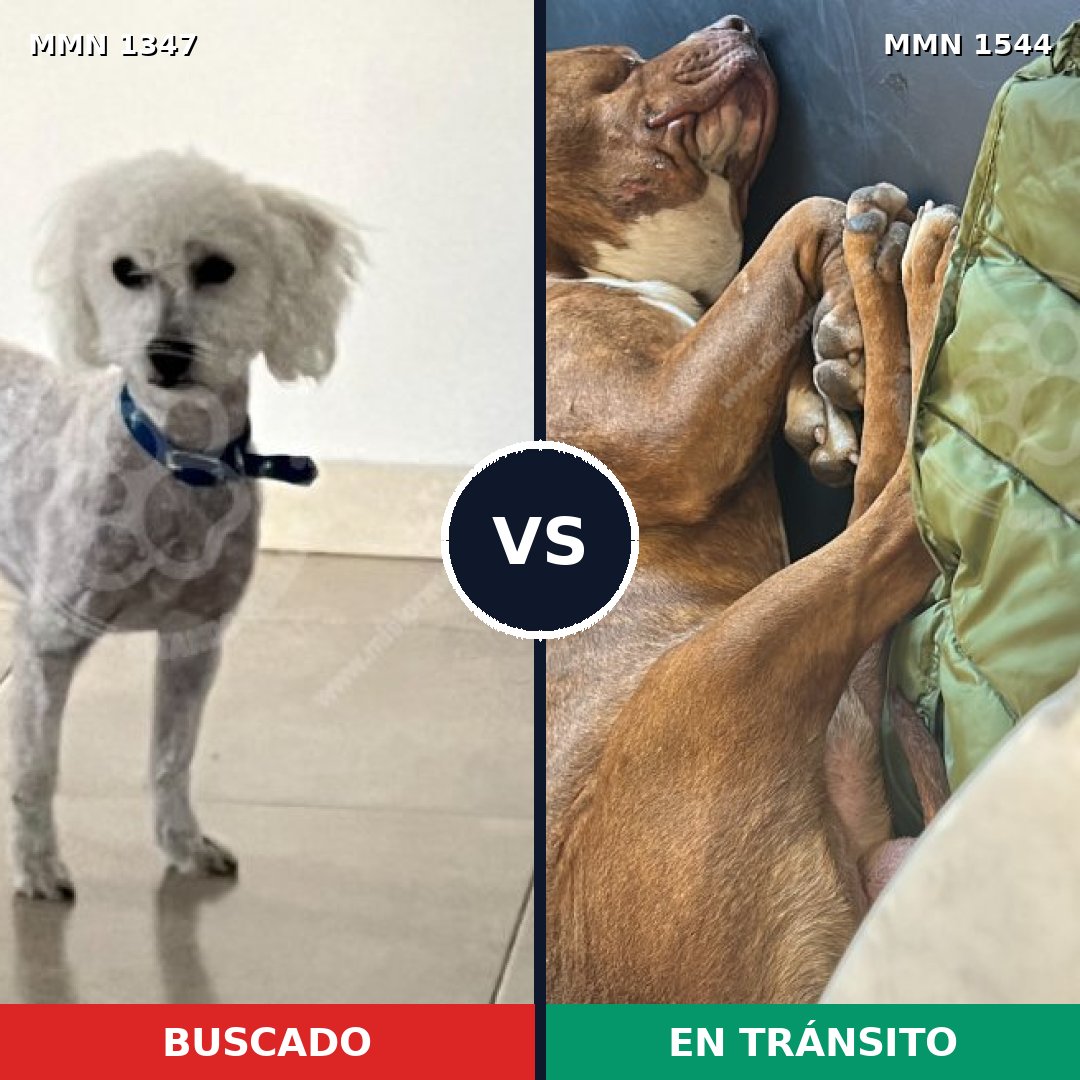 Comparativa MMS 33539: mascota perdida y mascota encontrada, 31% de similitud