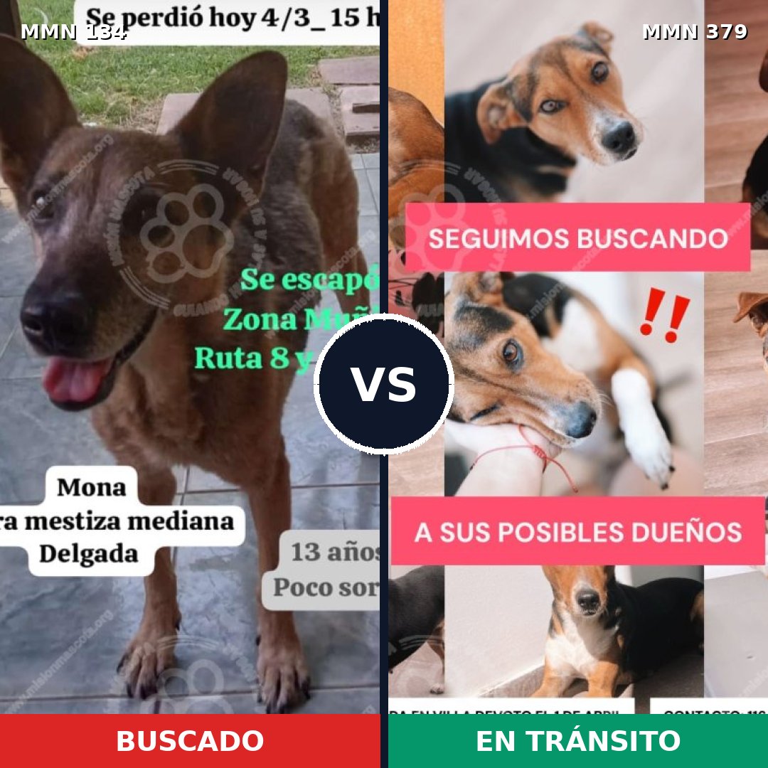 Comparativa MMS 3354: mascota perdida y mascota encontrada, 72% de similitud