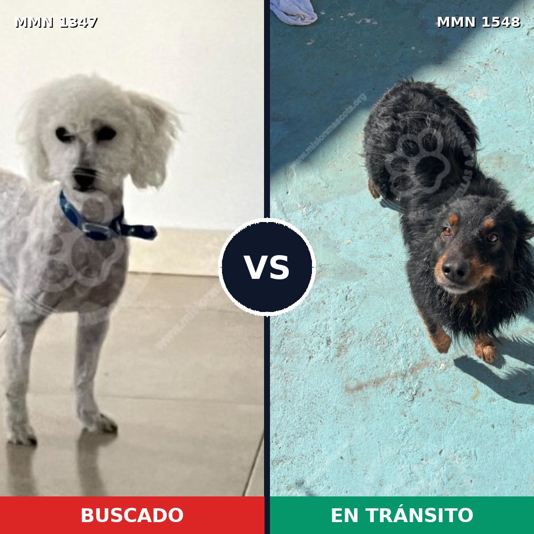 Comparativa MMS 33540: mascota perdida y mascota encontrada, 34% de similitud