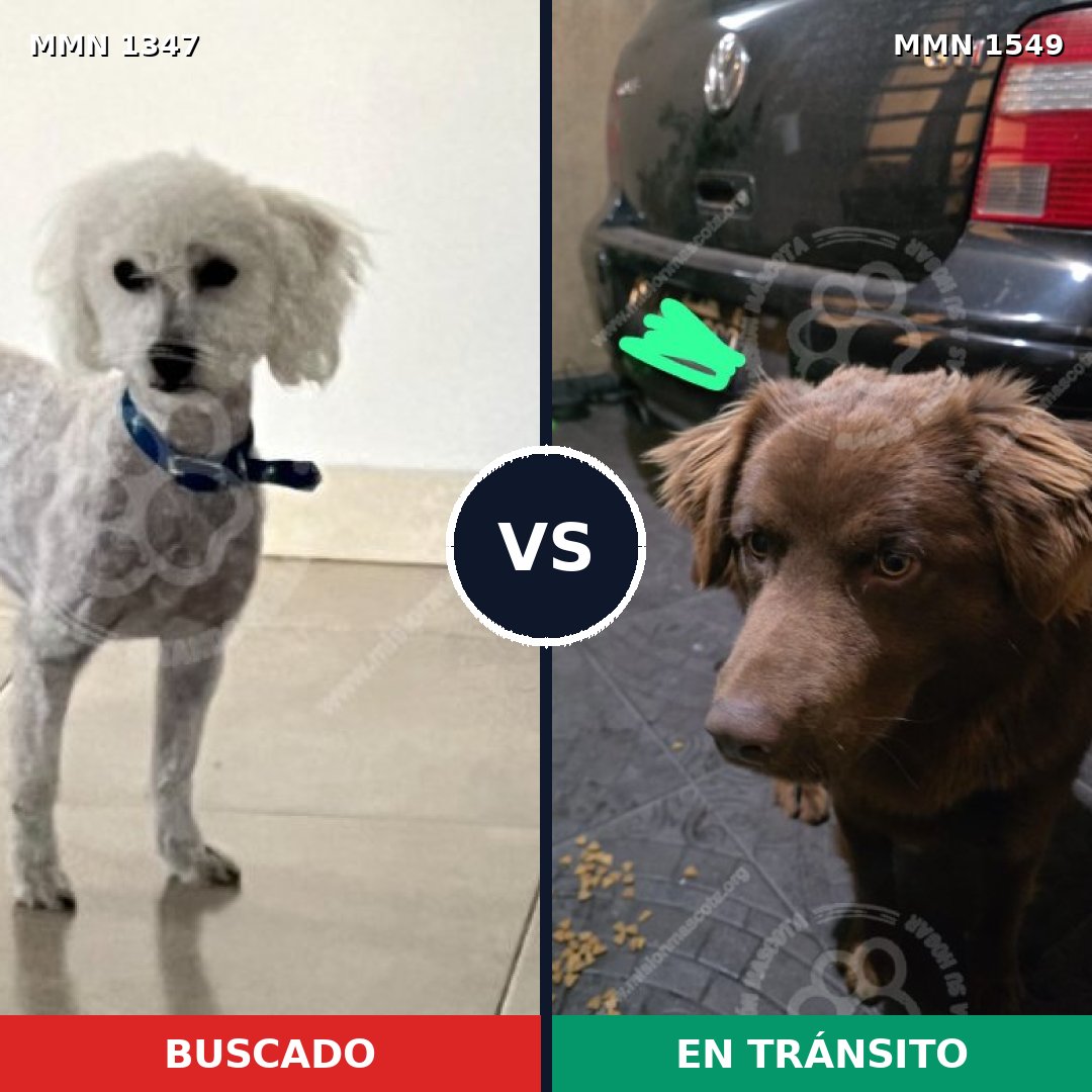 Comparativa MMS 33541: mascota perdida y mascota encontrada, 37% de similitud