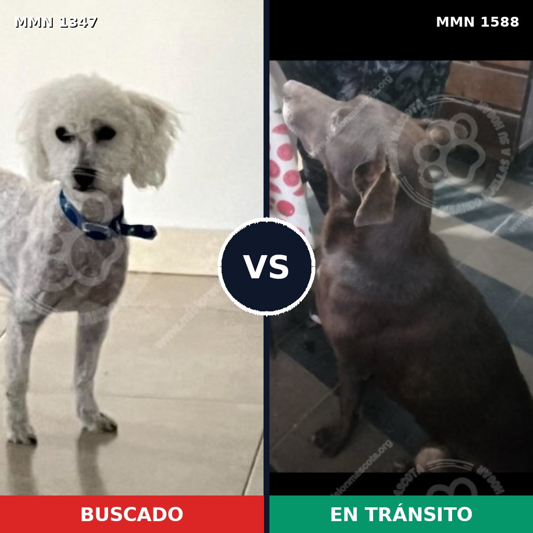 Comparativa MMS 33544: mascota perdida y mascota encontrada, 28% de similitud