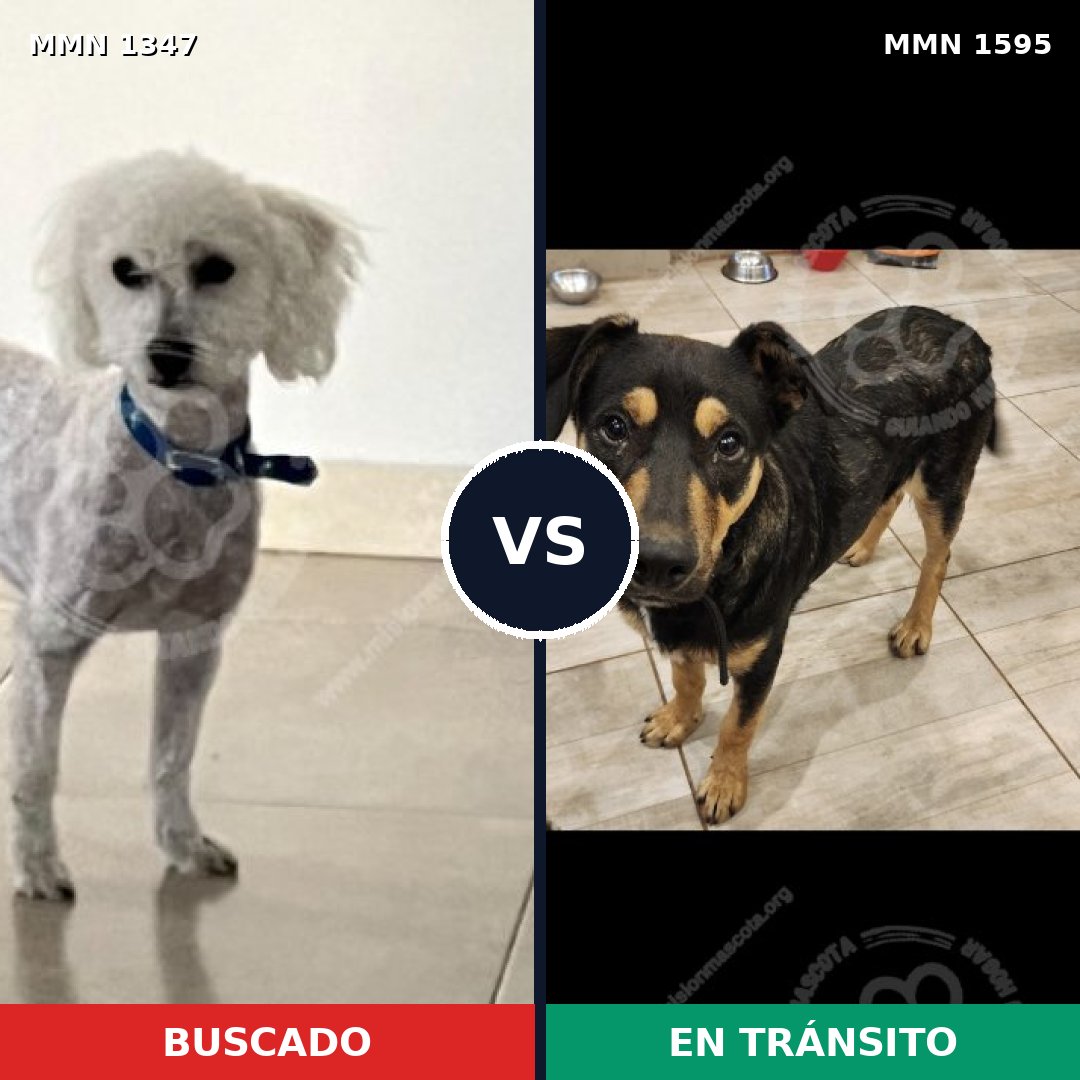 Comparativa MMS 33545: mascota perdida y mascota encontrada, 41% de similitud