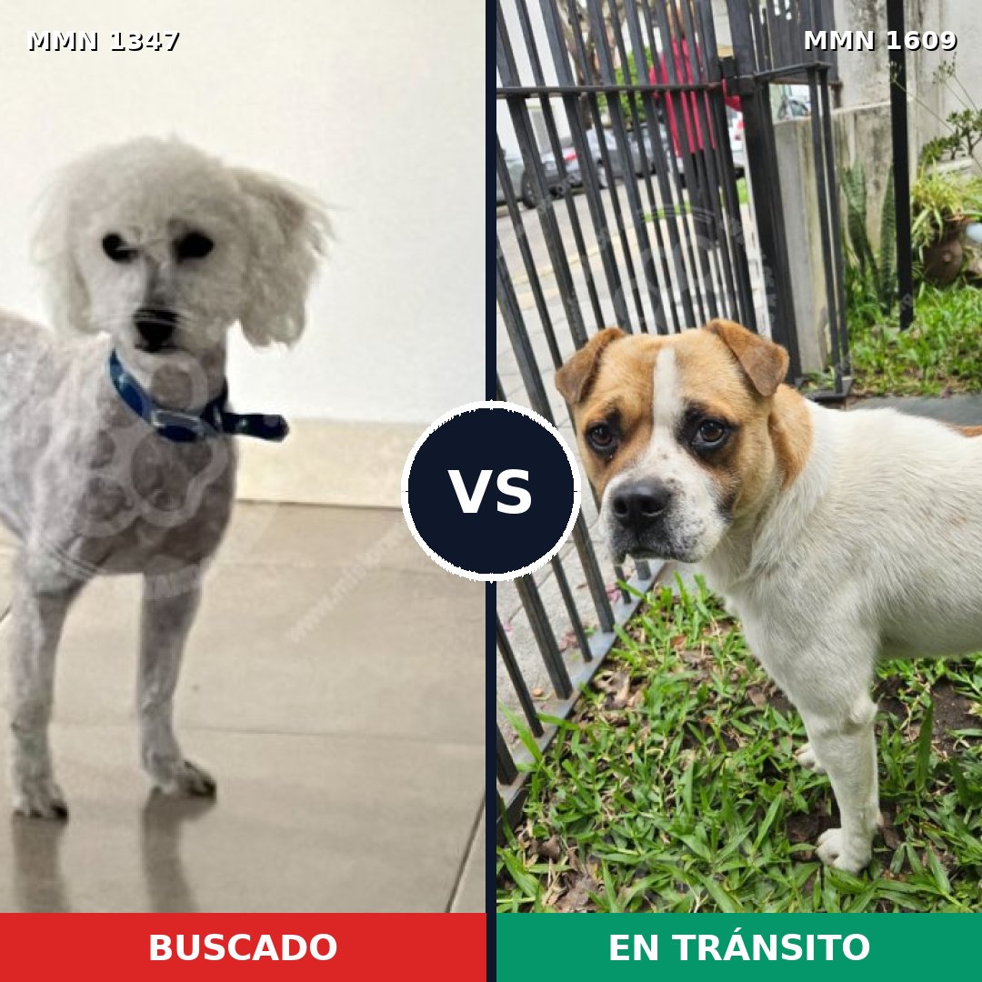 Comparativa MMS 33546: mascota perdida y mascota encontrada, 46% de similitud