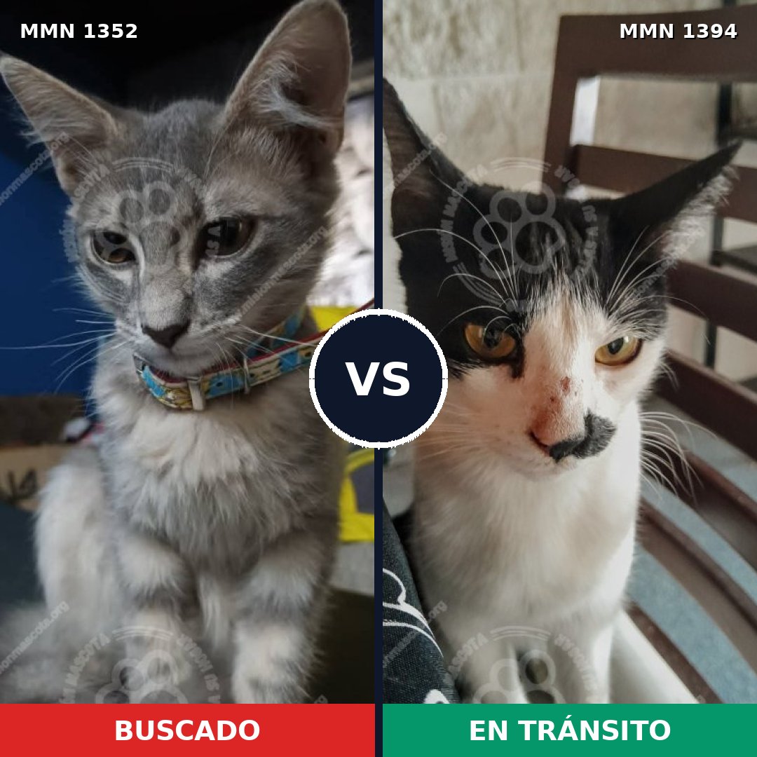 Comparativa MMS 33548: mascota perdida y mascota encontrada, 54% de similitud