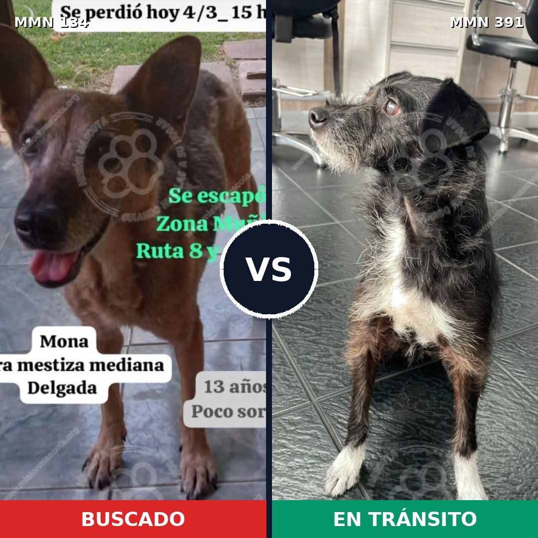 Comparativa MMS 3355: mascota perdida y mascota encontrada, 63% de similitud