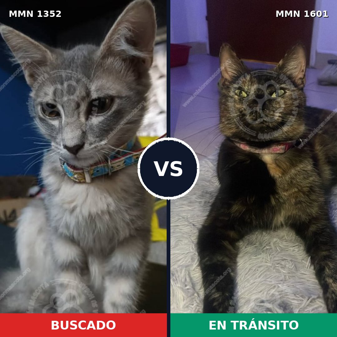 Comparativa MMS 33550: mascota perdida y mascota encontrada, 48% de similitud