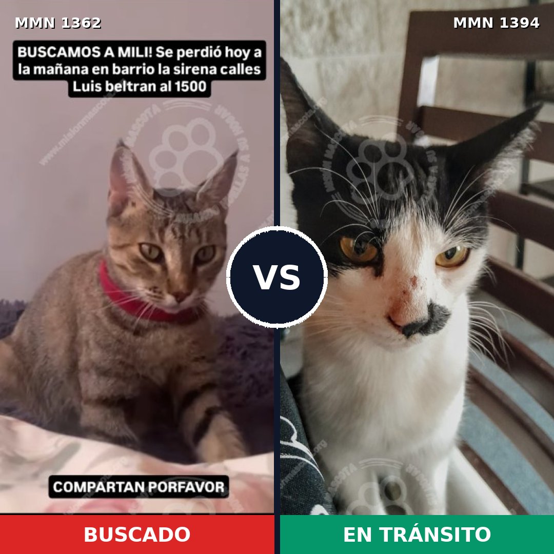 Comparativa MMS 33552: mascota perdida y mascota encontrada, 51% de similitud