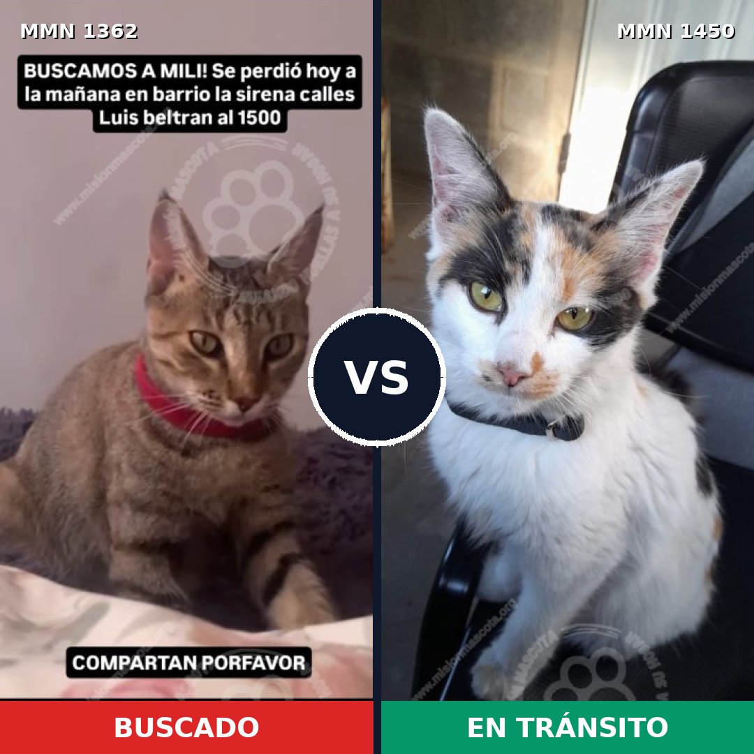 Comparativa MMS 33553: mascota perdida y mascota encontrada, 48% de similitud