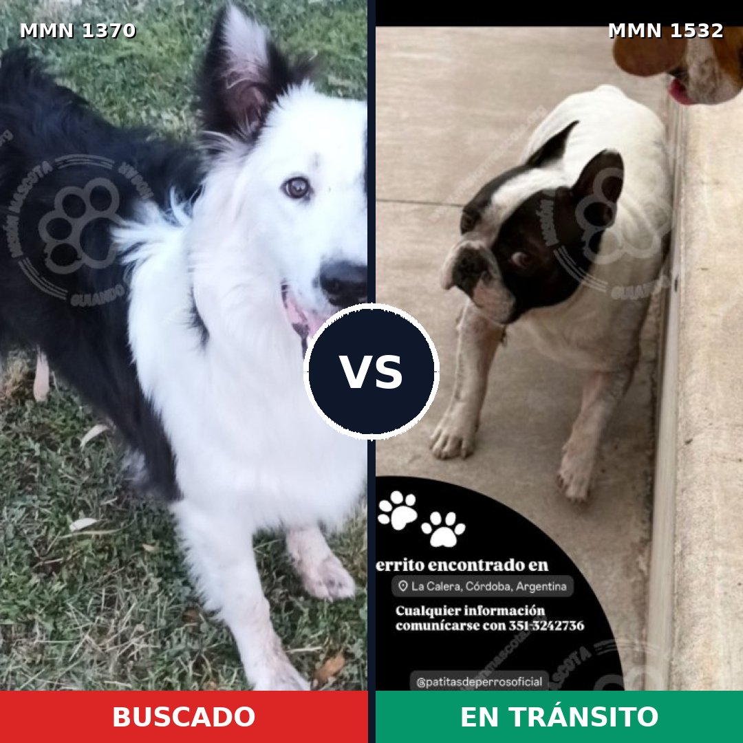 Comparativa MMS 33557: mascota perdida y mascota encontrada, 26% de similitud