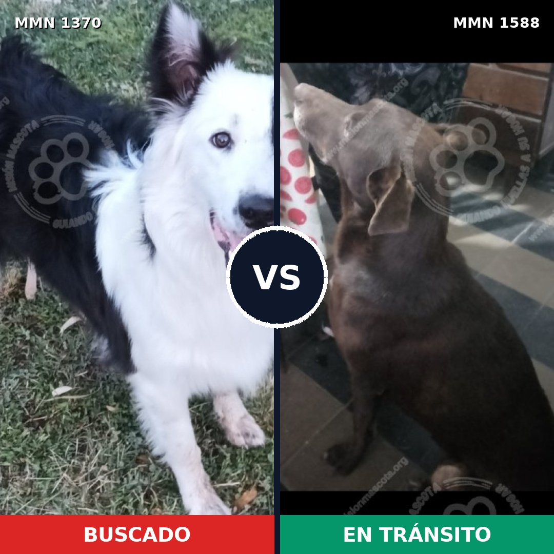 Comparativa MMS 33558: mascota perdida y mascota encontrada, 41% de similitud