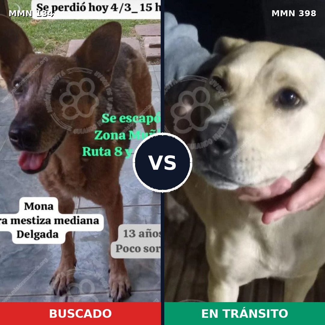 Comparativa MMS 3356: mascota perdida y mascota encontrada, 51% de similitud