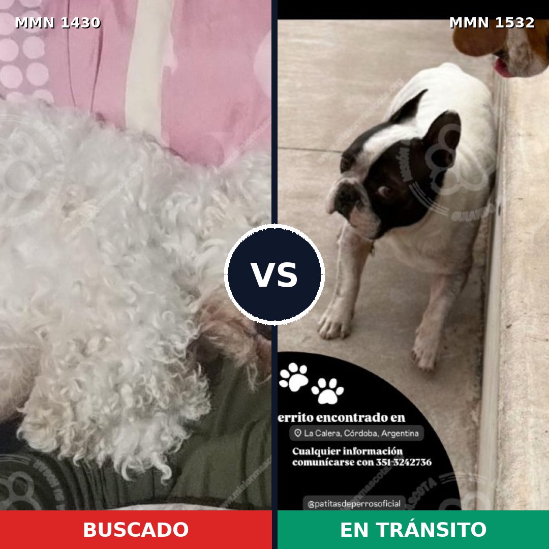 Comparativa MMS 33562: mascota perdida y mascota encontrada, 53% de similitud