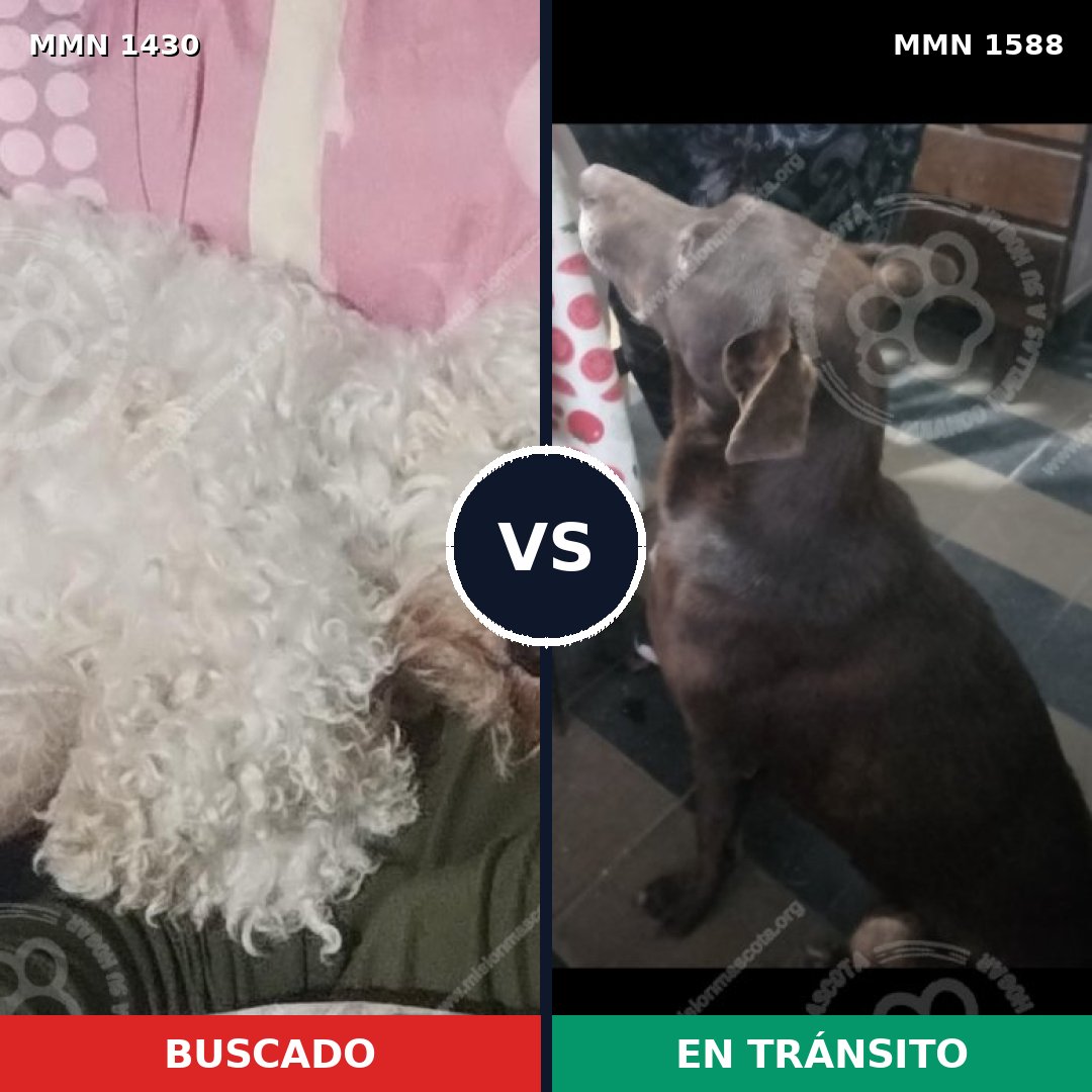 Comparativa MMS 33563: mascota perdida y mascota encontrada, 24% de similitud