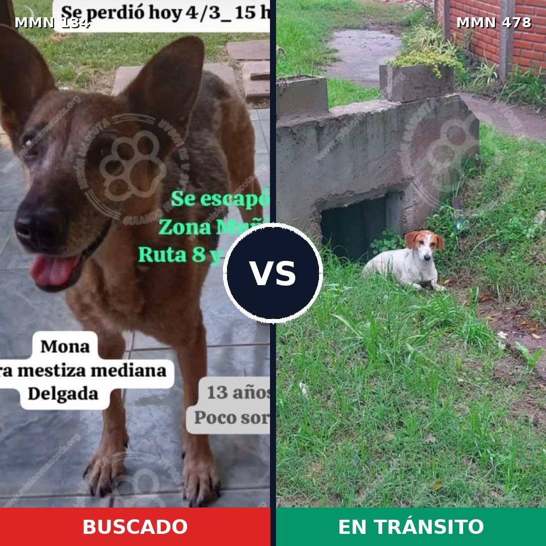 Comparativa MMS 3357: mascota perdida y mascota encontrada, 63% de similitud