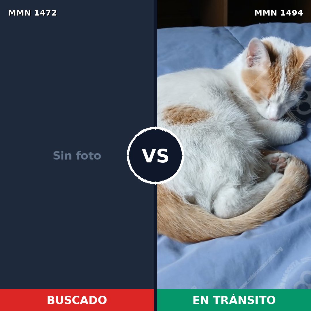 Comparativa MMS 33572: mascota perdida y mascota encontrada, 59% de similitud