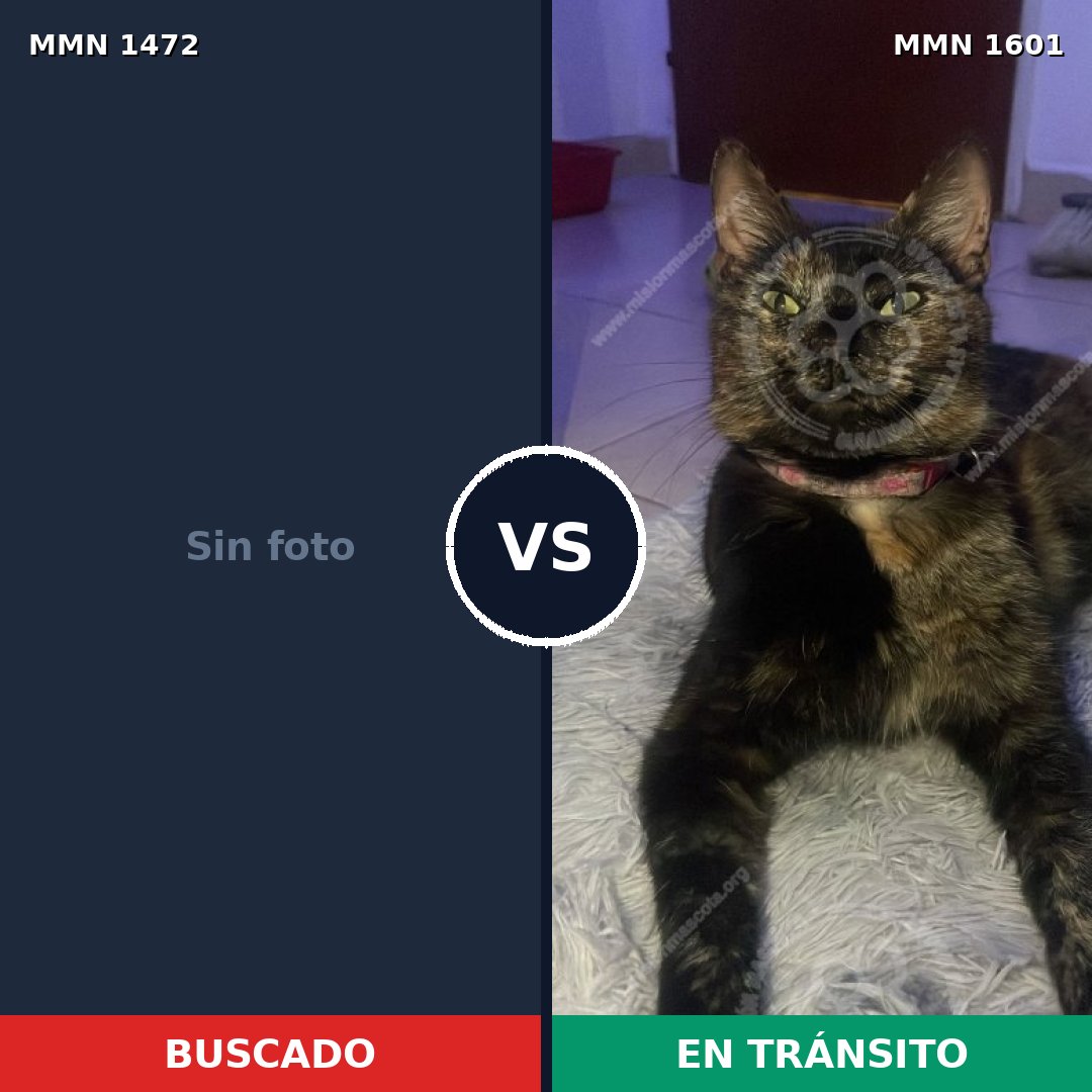 Comparativa MMS 33575: mascota perdida y mascota encontrada, 62% de similitud