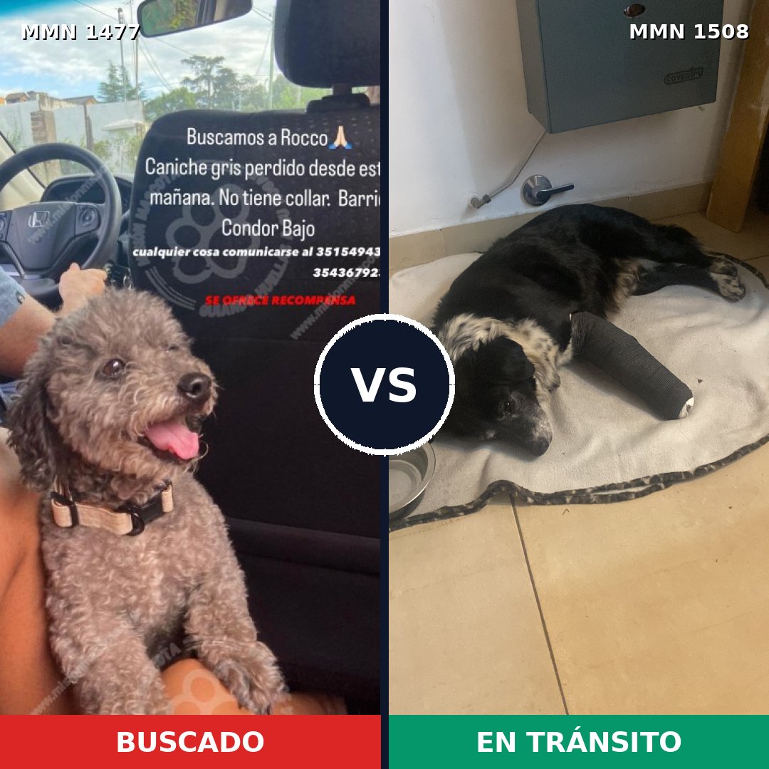 Comparativa MMS 33577: mascota perdida y mascota encontrada, 37% de similitud