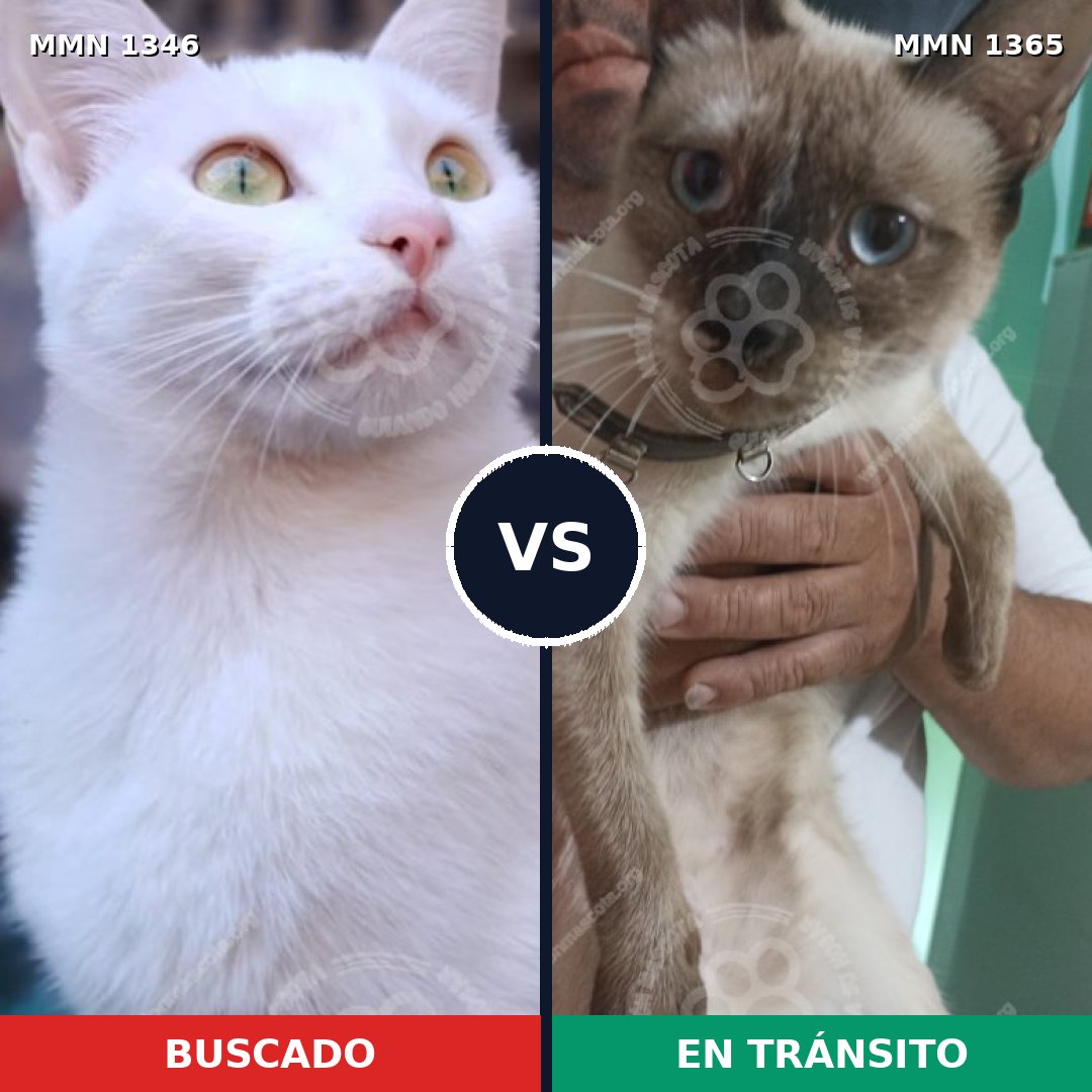 Comparativa MMS 33578: mascota perdida y mascota encontrada, 29% de similitud