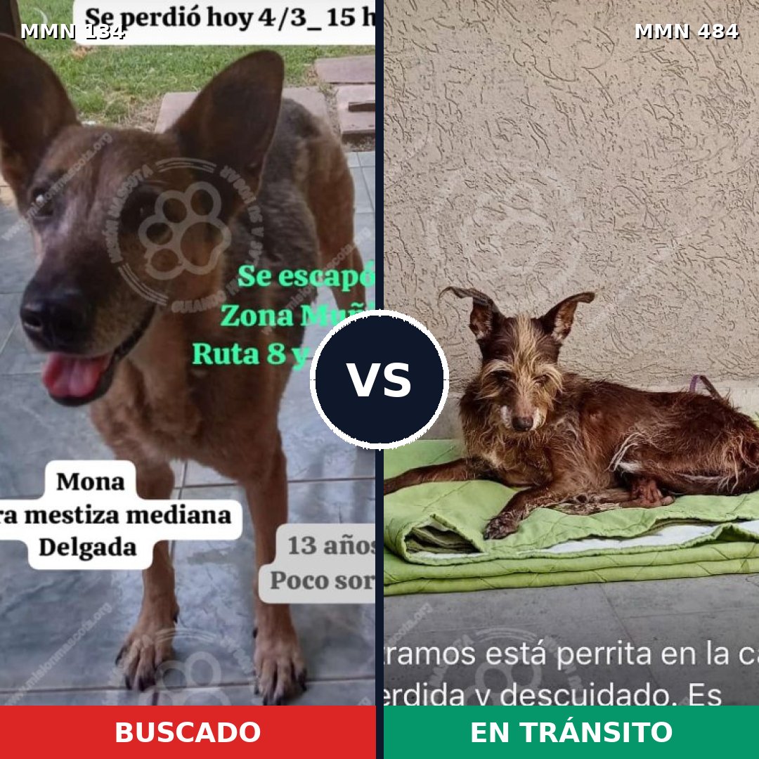 Comparativa MMS 3358: mascota perdida y mascota encontrada, 46% de similitud