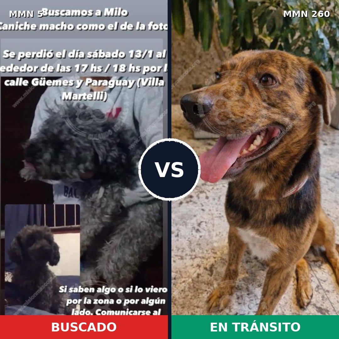 Comparativa MMS 336: mascota perdida y mascota encontrada, 25% de similitud