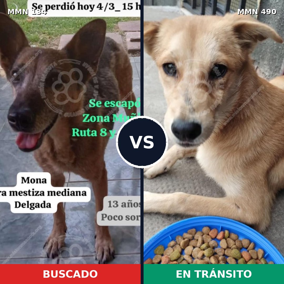 Comparativa MMS 3360: mascota perdida y mascota encontrada, 51% de similitud