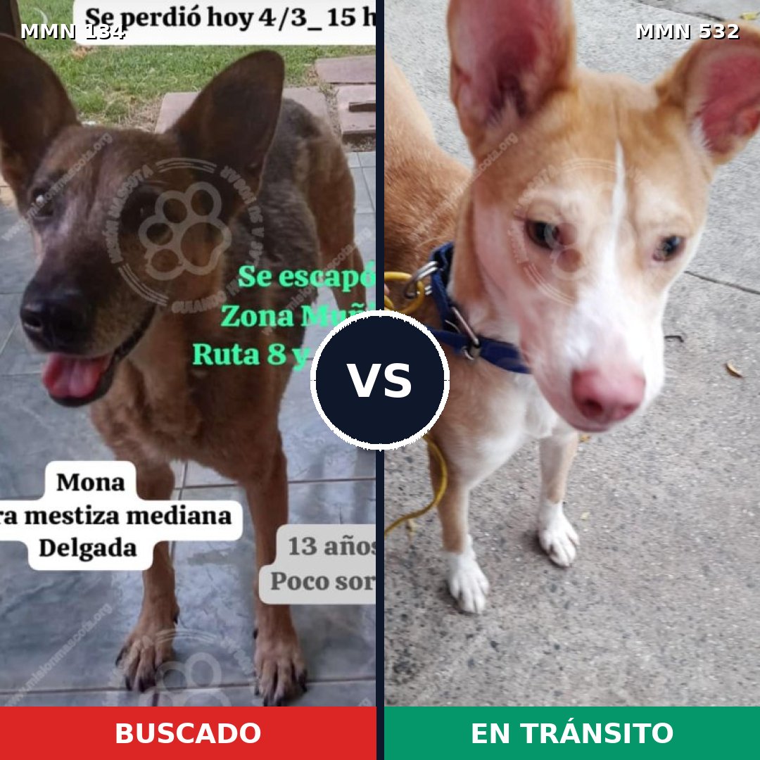 Comparativa MMS 3361: mascota perdida y mascota encontrada, 51% de similitud
