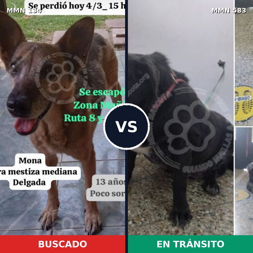 Comparativa MMS 3362: mascota perdida y mascota encontrada, 65% de similitud