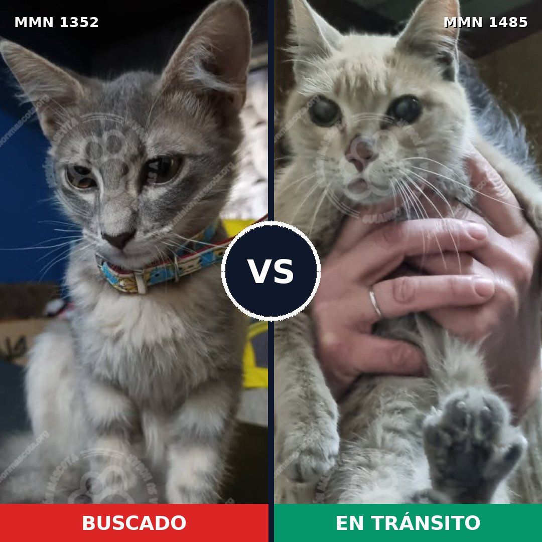Comparativa MMS 33628: mascota perdida y mascota encontrada, 58% de similitud