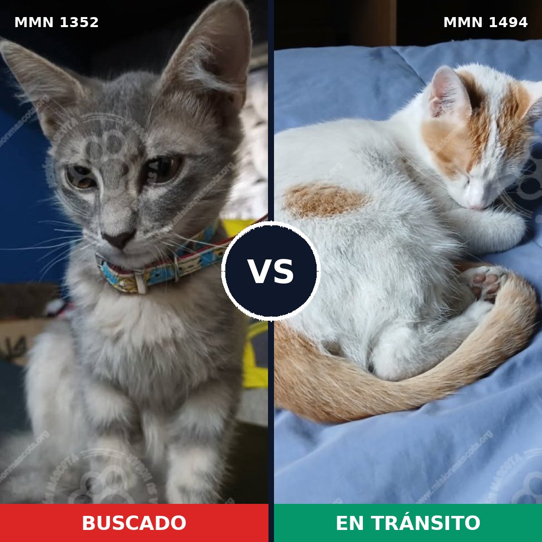Comparativa MMS 33629: mascota perdida y mascota encontrada, 53% de similitud