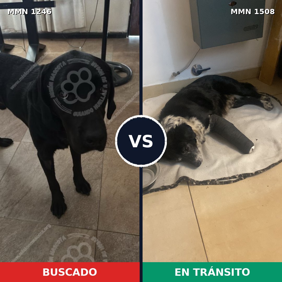 Comparativa MMS 33630: mascota perdida y mascota encontrada, 51% de similitud