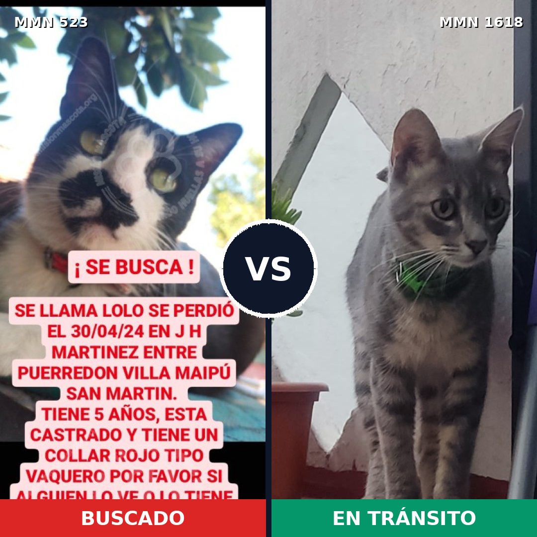Comparativa MMS 33631: mascota perdida y mascota encontrada, 41% de similitud