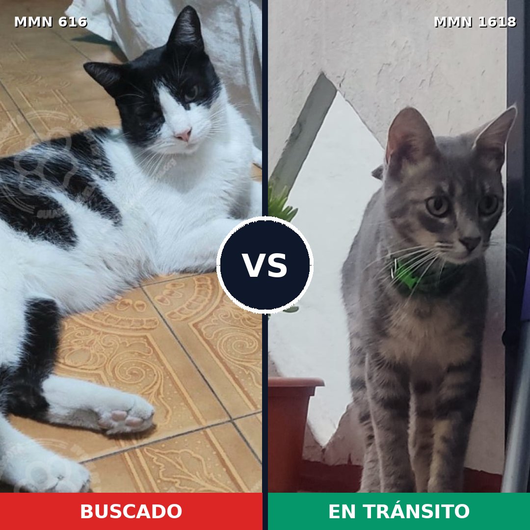 Comparativa MMS 33633: mascota perdida y mascota encontrada, 47% de similitud