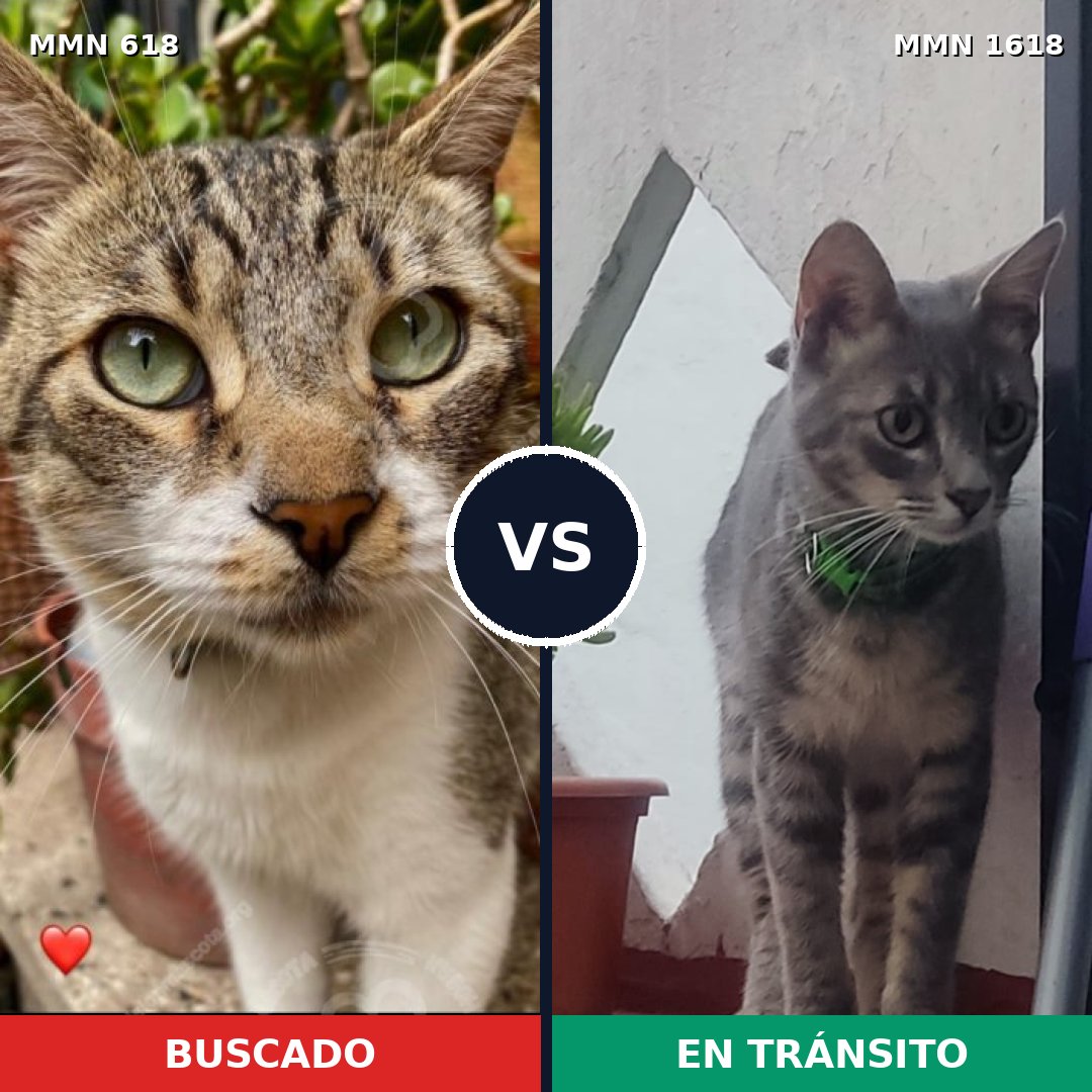 Comparativa MMS 33634: mascota perdida y mascota encontrada, 35% de similitud