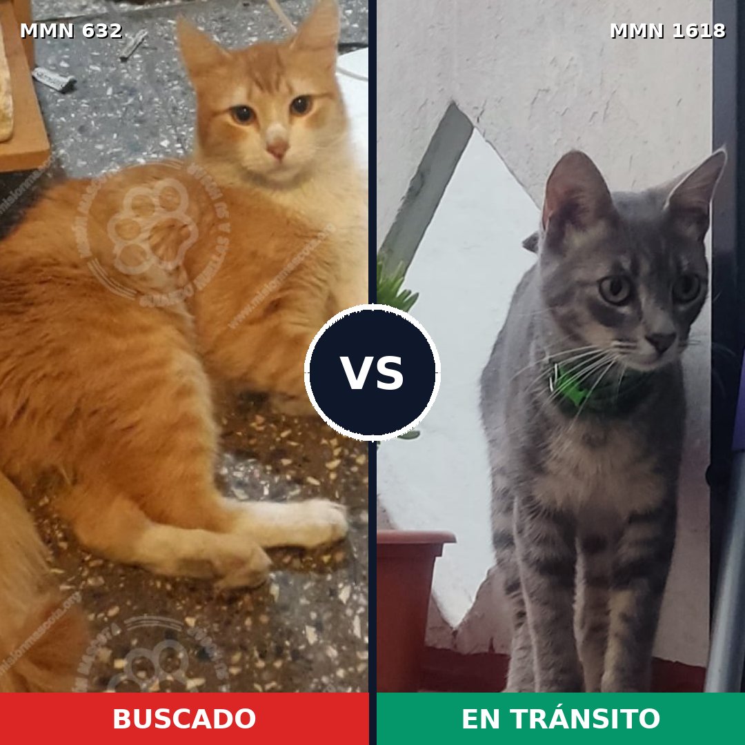 Comparativa MMS 33635: mascota perdida y mascota encontrada, 47% de similitud