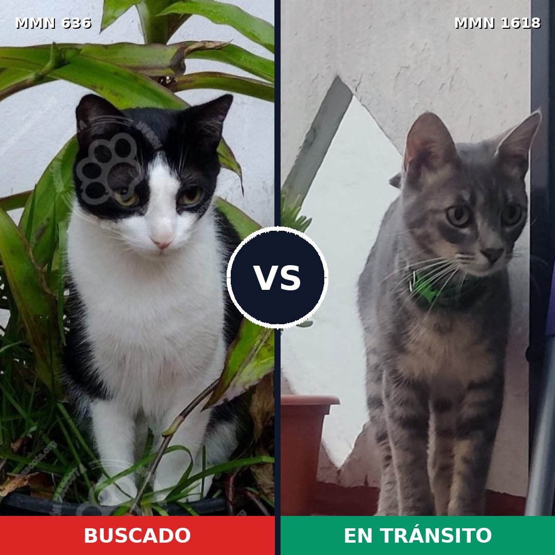 Comparativa MMS 33636: mascota perdida y mascota encontrada, 50% de similitud