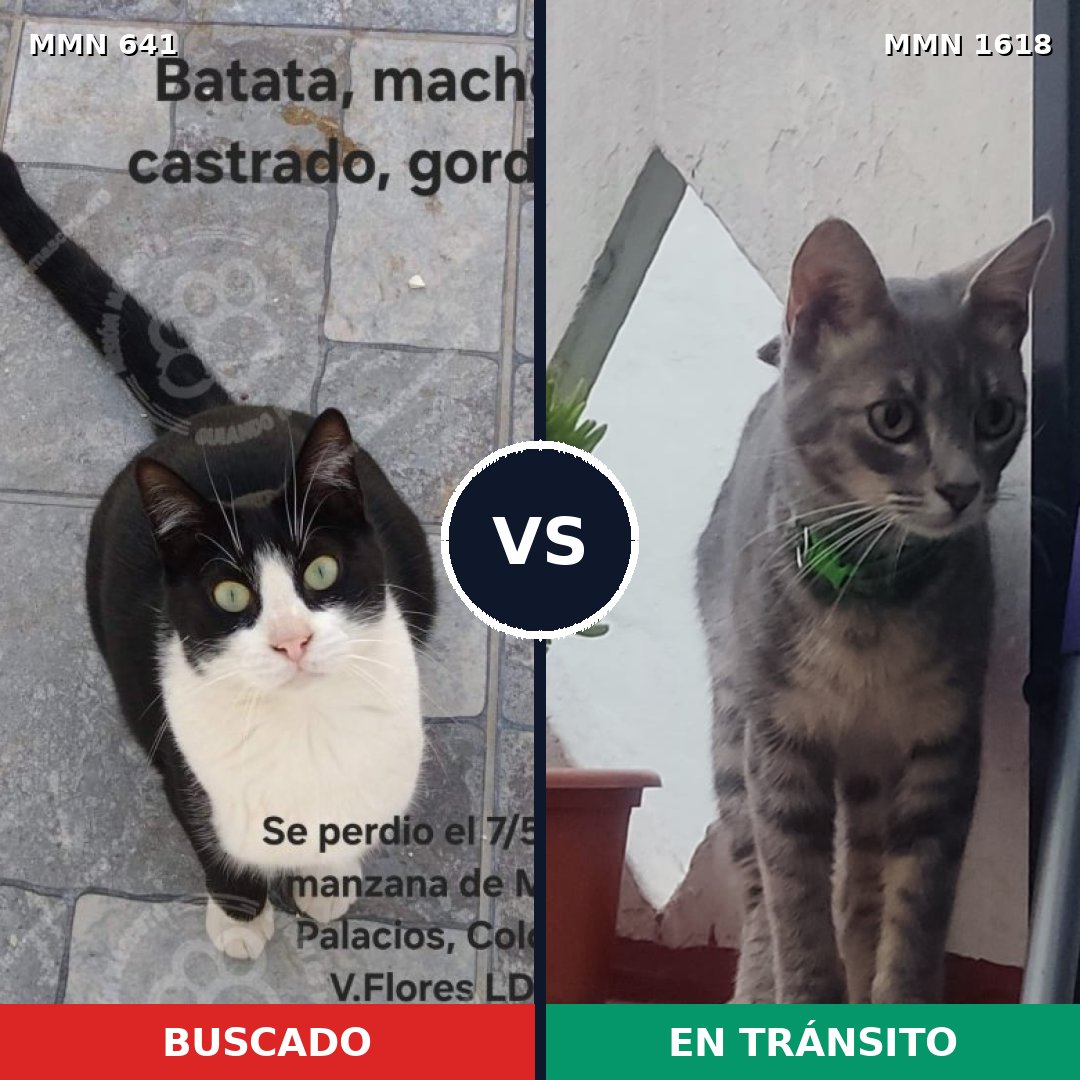 Comparativa MMS 33637: mascota perdida y mascota encontrada, 52% de similitud