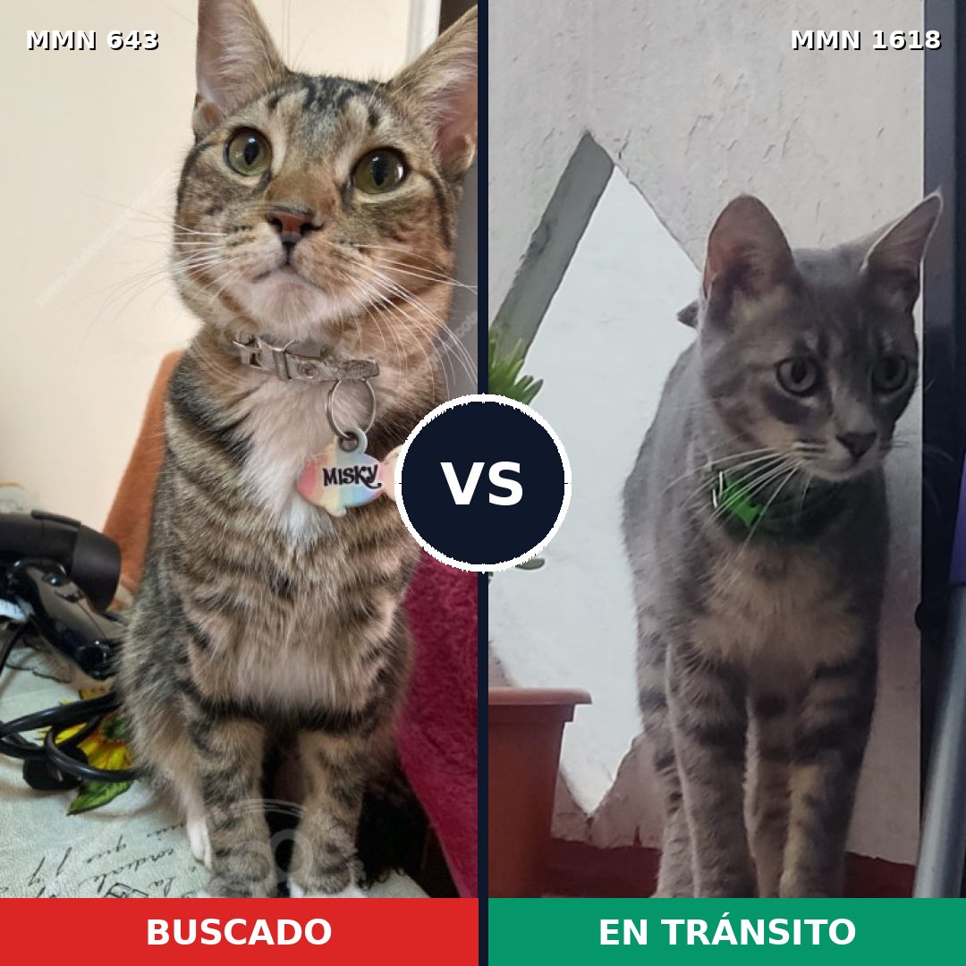 Comparativa MMS 33638: mascota perdida y mascota encontrada, 48% de similitud