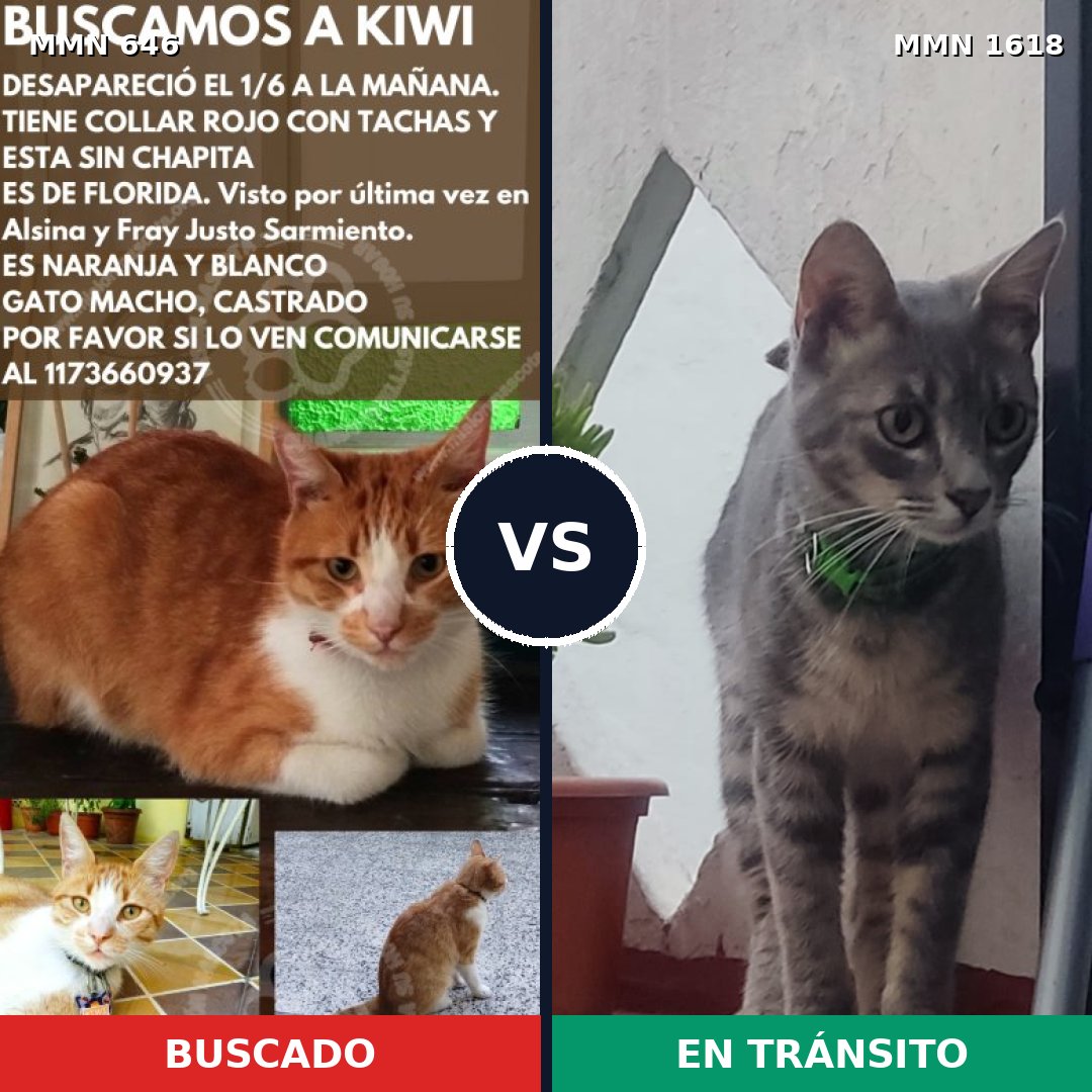 Comparativa MMS 33639: mascota perdida y mascota encontrada, 48% de similitud