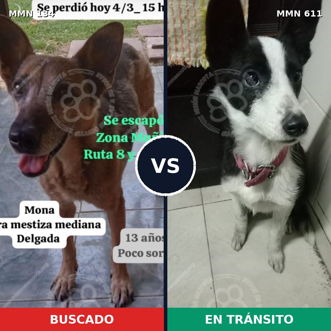 Comparativa MMS 3364: mascota perdida y mascota encontrada, 63% de similitud