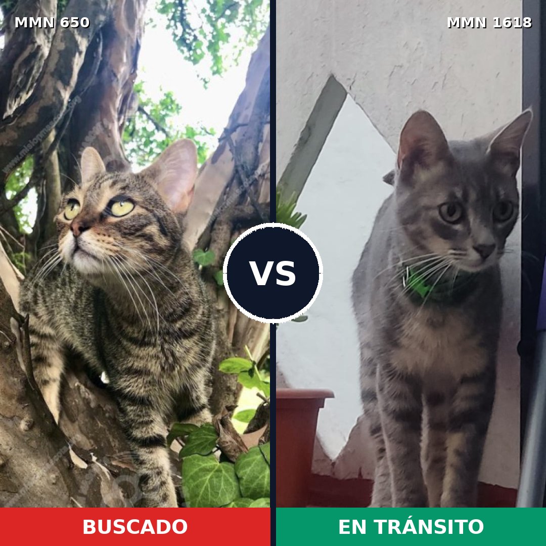 Comparativa MMS 33640: mascota perdida y mascota encontrada, 34% de similitud