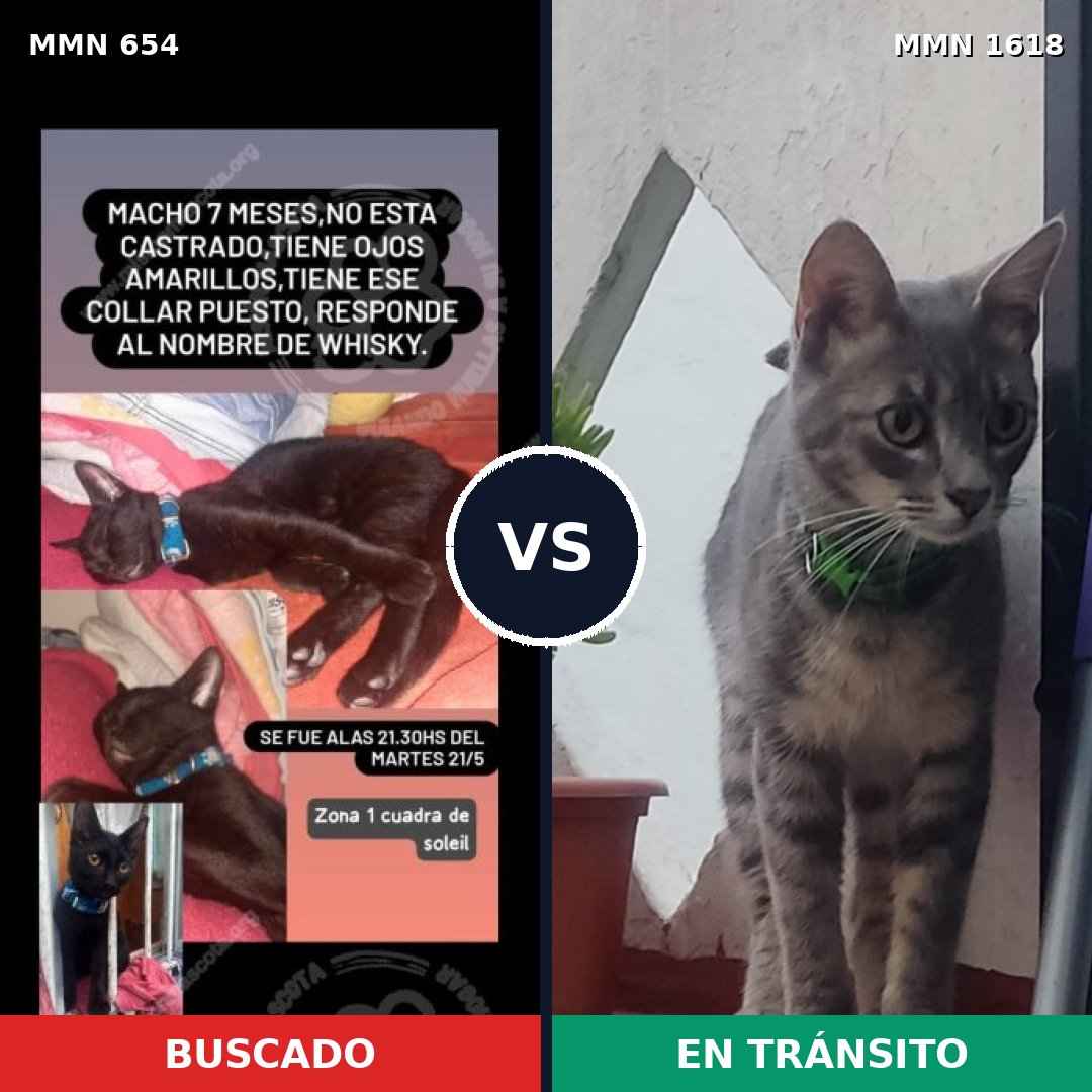 Comparativa MMS 33641: mascota perdida y mascota encontrada, 48% de similitud